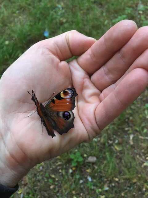 Butterfly seen on the road